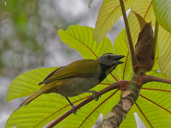<h3><a href="/trips/costa-rica/biota/animalia/chordata/aves/040 passeriformes/129 cardinalidae/saltator maximus/saltator maximus-nl.html">Saltator&nbsp;maximus</a> / Buff‑throated&nbsp;saltator / Bontkeelsaltator</h3>OM-1 Mark II met OLYMPUS M.150-400mm F4.5, 1/1600 sec  bij F4.5, ISO 10000, afstand 19.4&nbsp;m